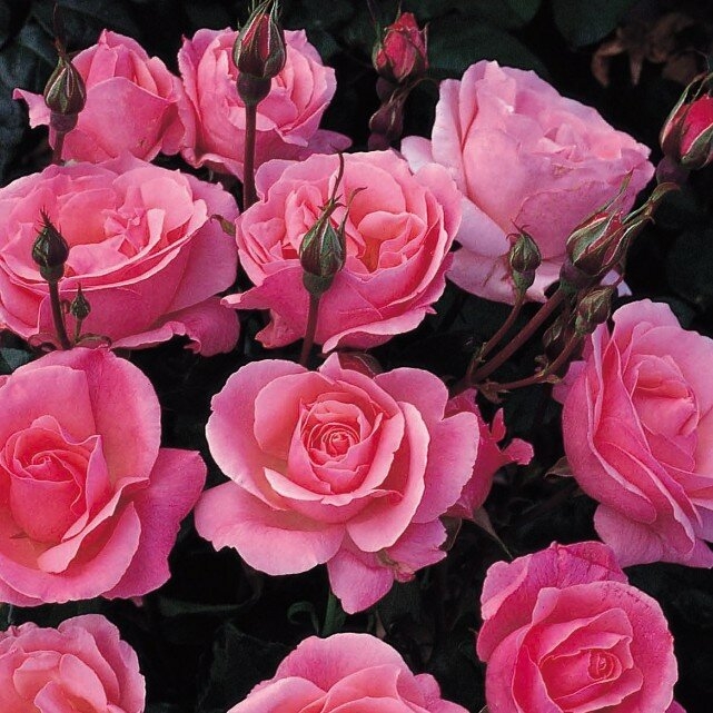 Роза Куин Элизабет 2