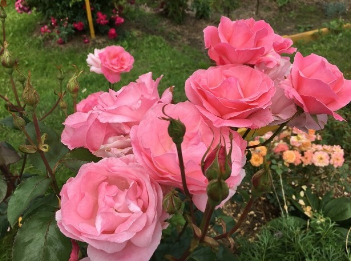 Роза Куин Элизабет 3