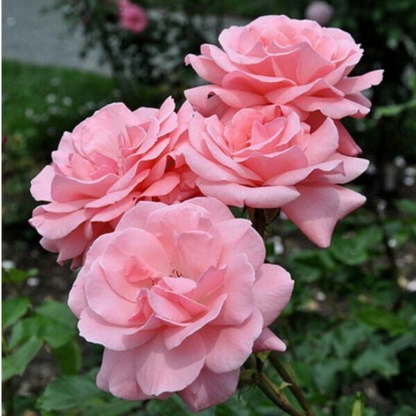 Роза Куин Элизабет 4