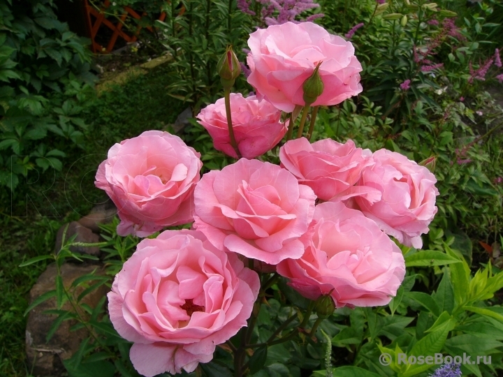 Роза Куин Элизабет 5