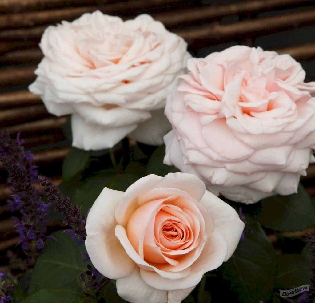 Роза Кураж 3