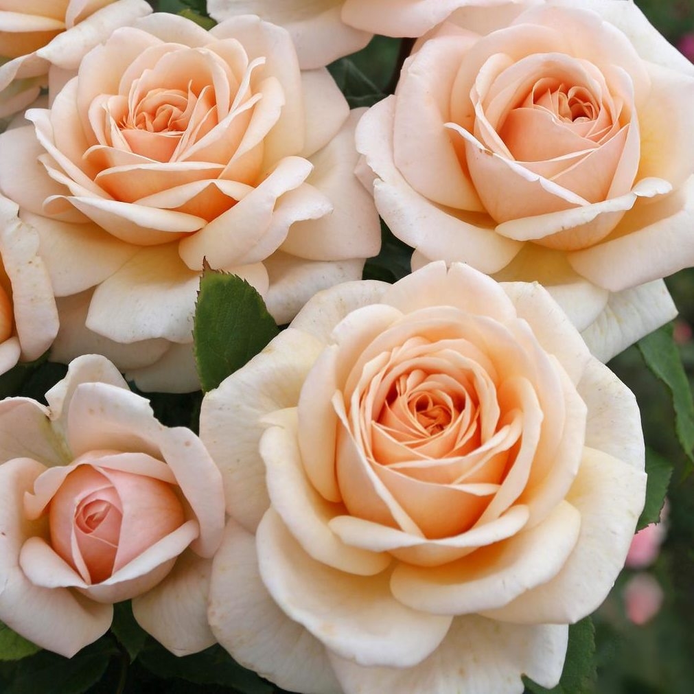 Роза Кураж 4