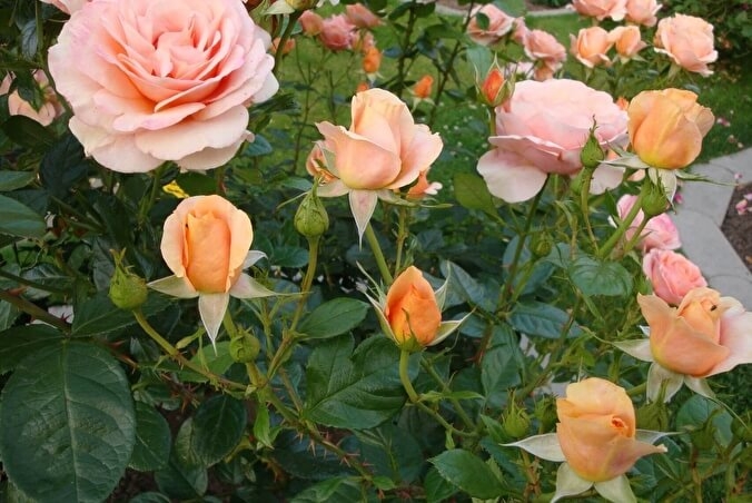 Роза Кураж 5