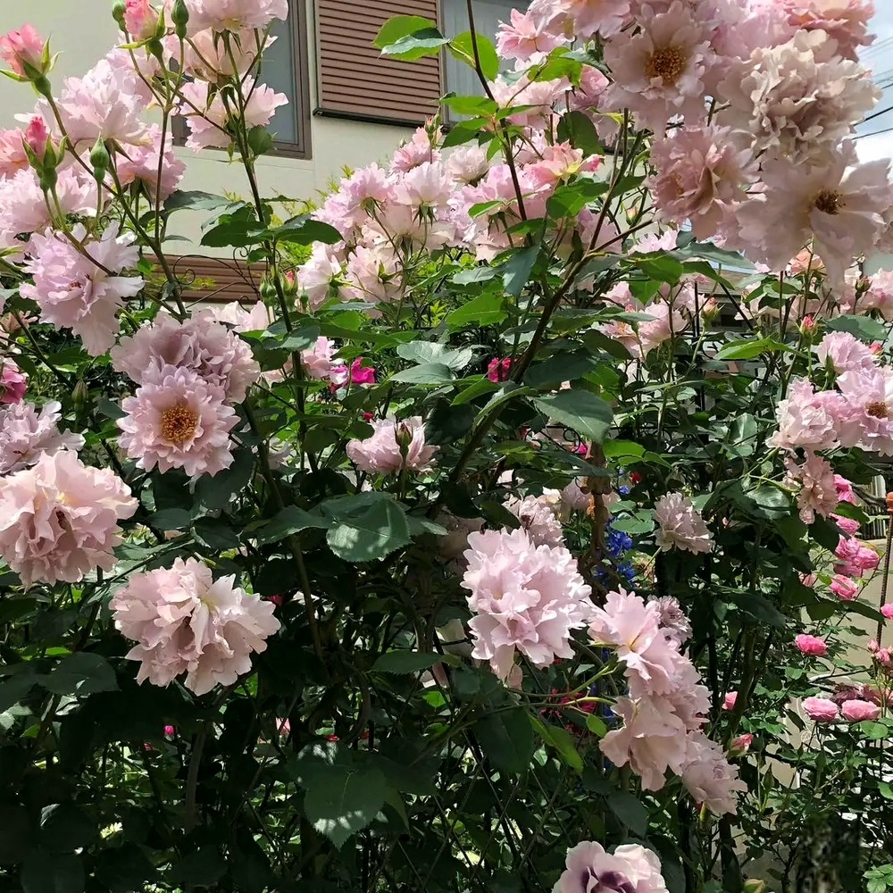 Роза Кутюр Роз Тилия 3