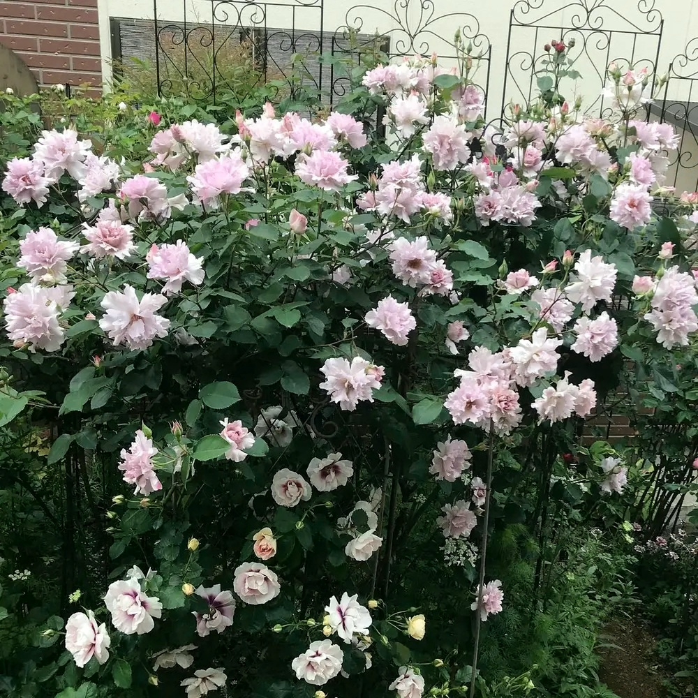 Роза Кутюр Роз Тилия 4