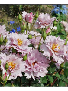 Роза Кутюр Роз Тилия