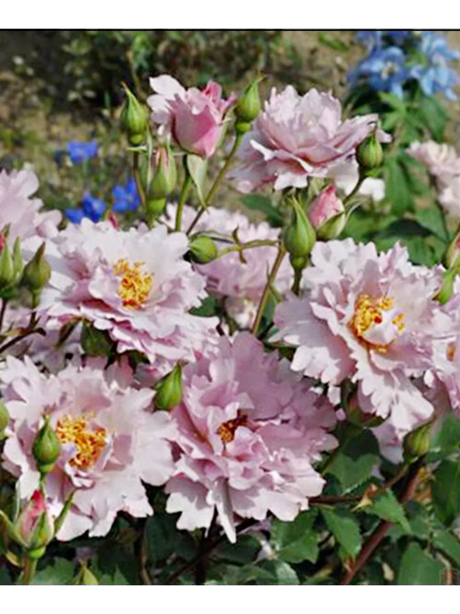 Роза Кутюр Роз Тилия