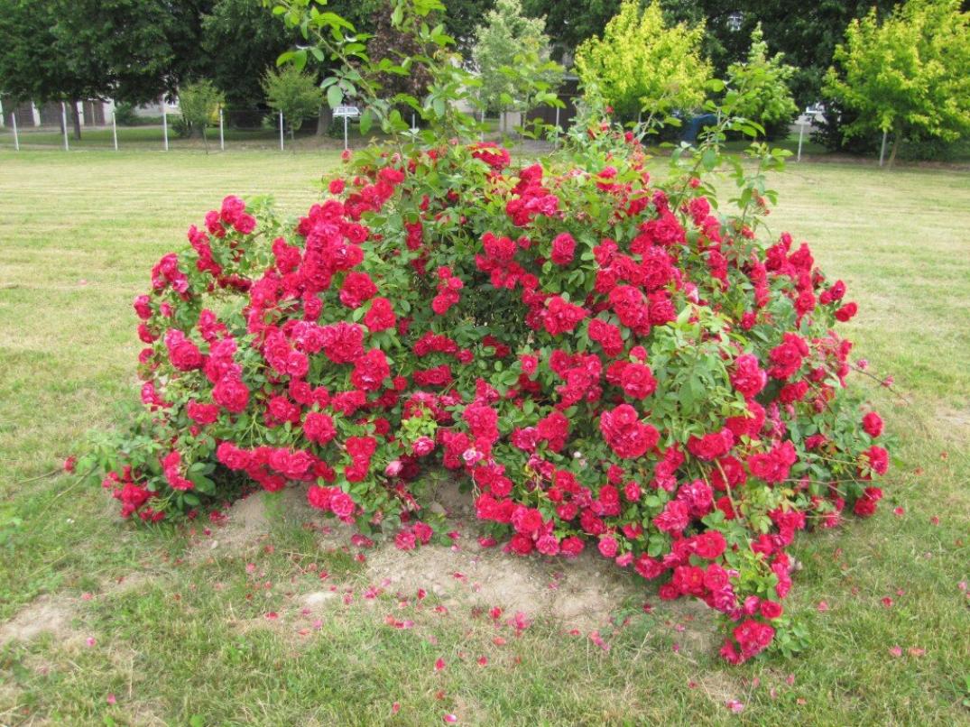 Роза Квадра