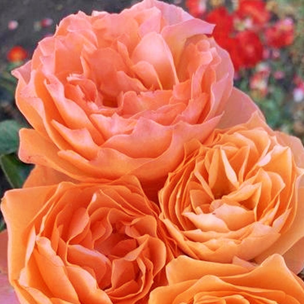 Роза Квебек 2