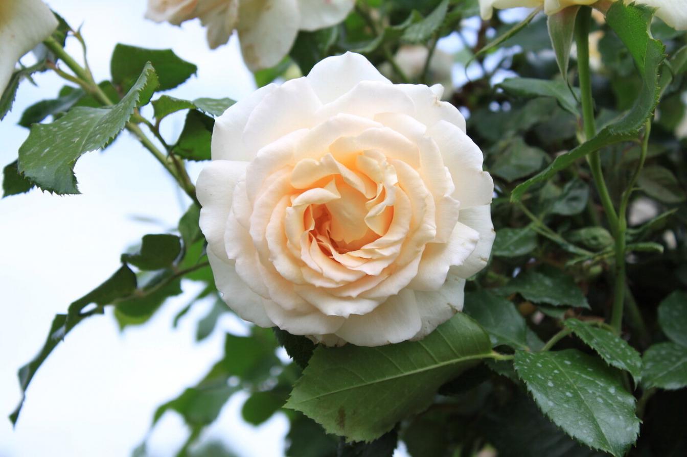 Роза Квебек 3