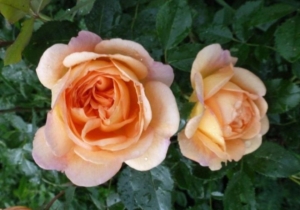 Роза Квебек