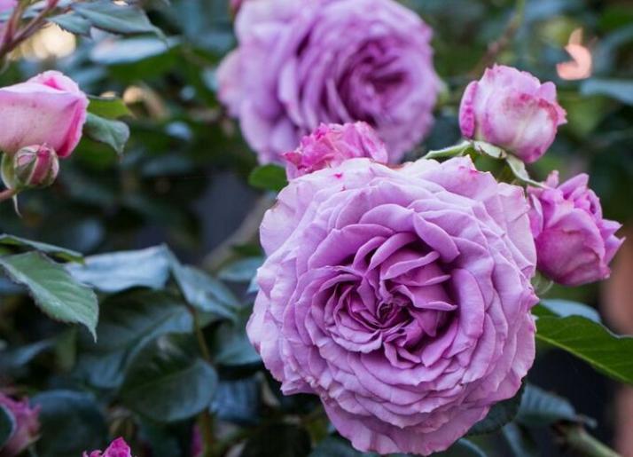 Роза Квиксильвер 2