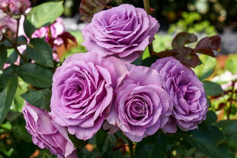 Роза Квиксильвер 3