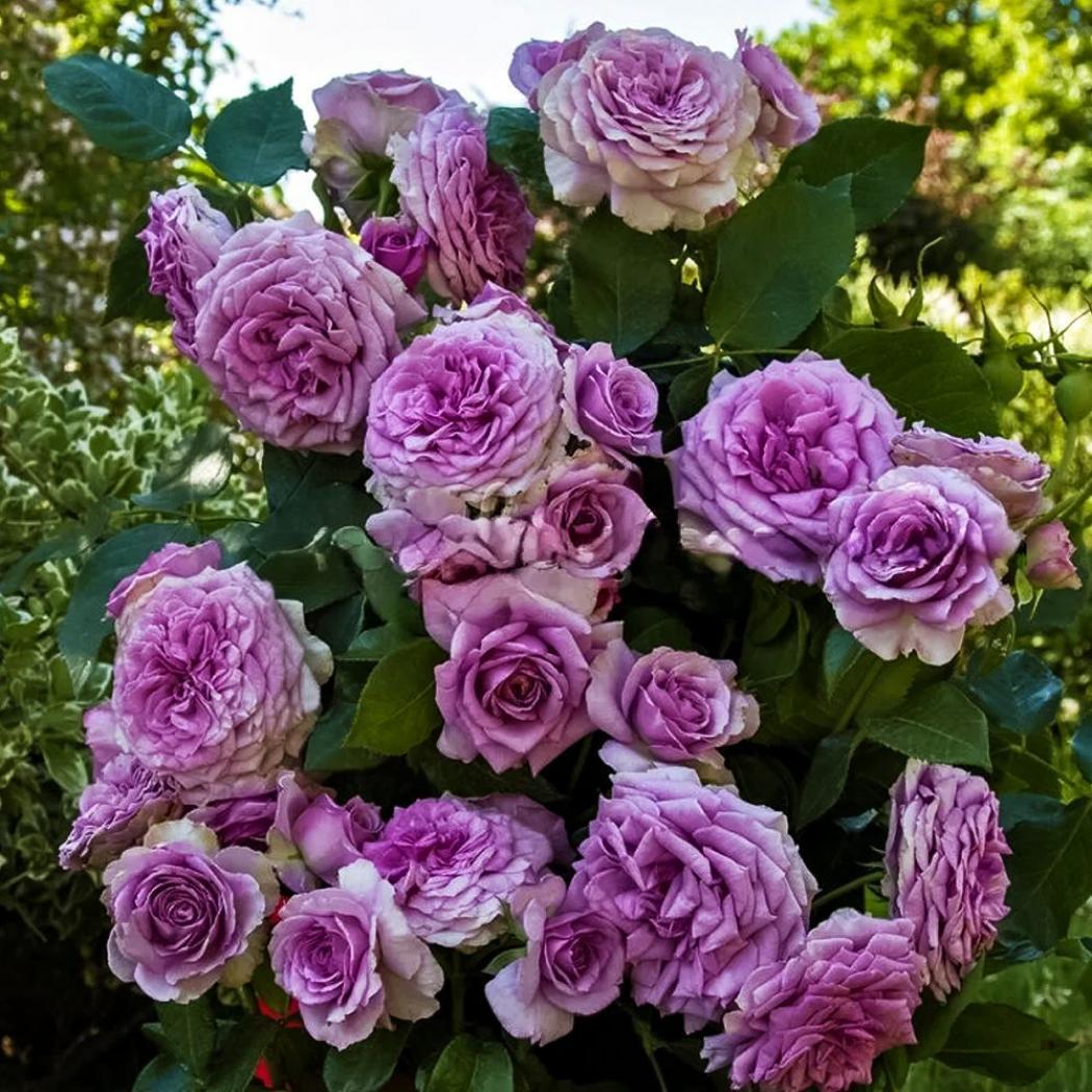 Роза Квиксильвер 4