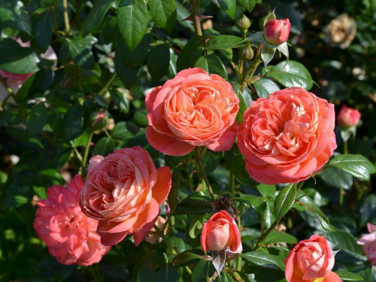 Роза Квин оф Хартс 2