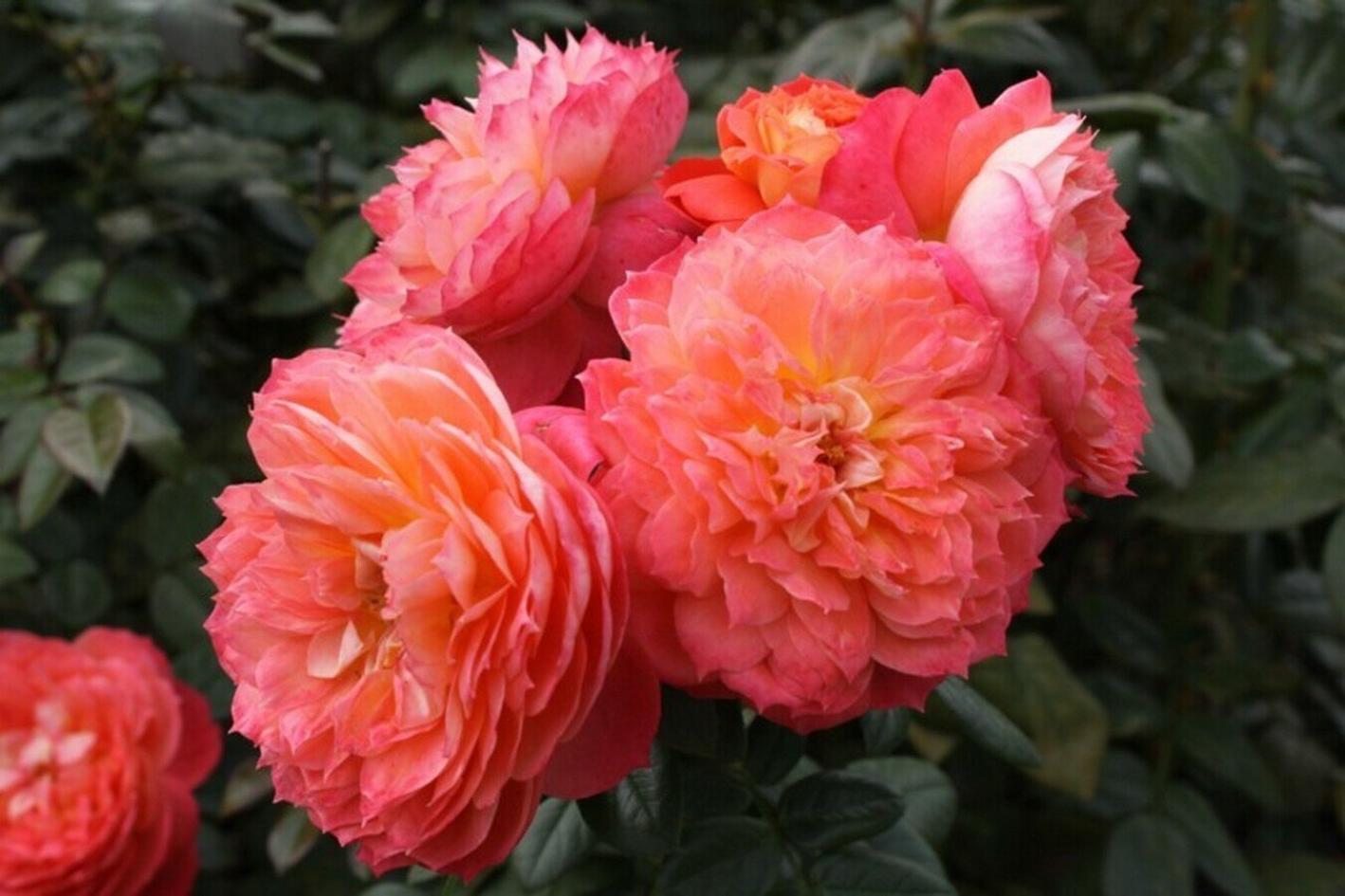 Роза Квин оф Хартс 5