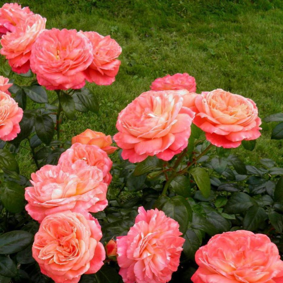 Роза Квин оф Хартс 6