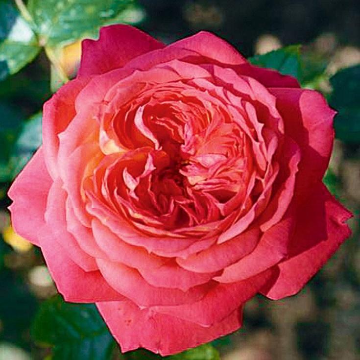 Роза Квин оф Хартс