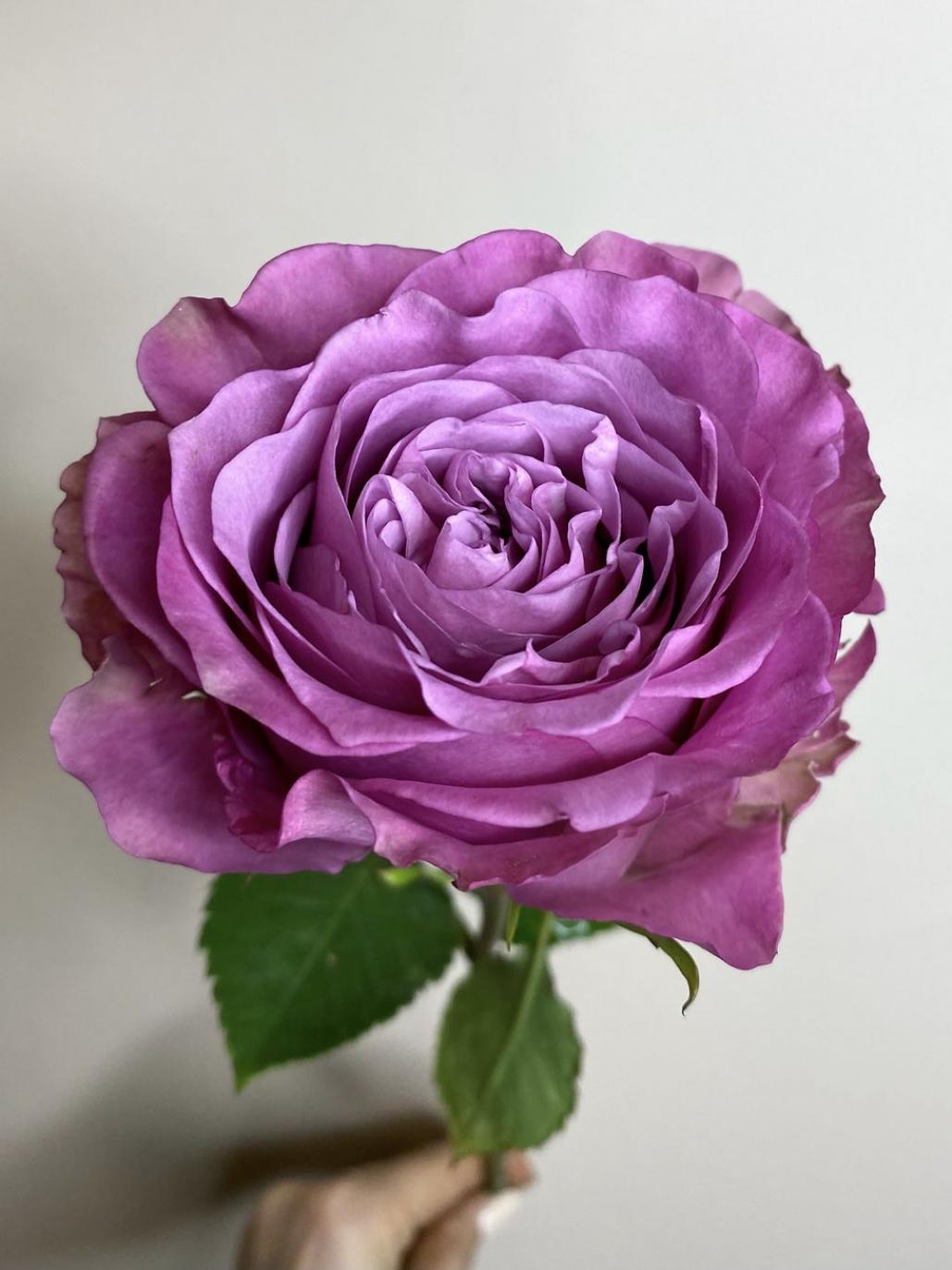 Роза Квинс Краун 2