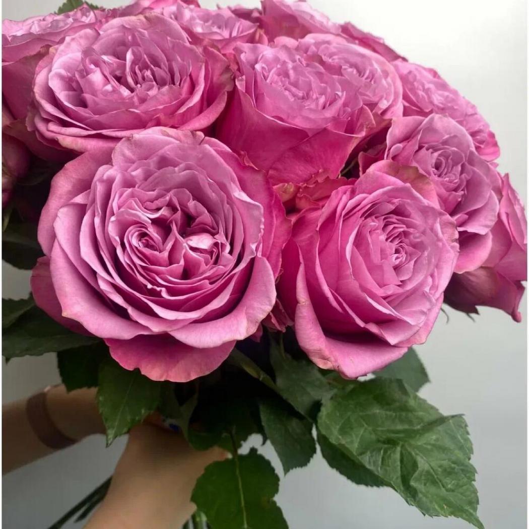 Роза Квинс Краун 3