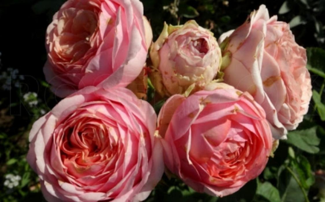 Роза Квинси Джонс 2