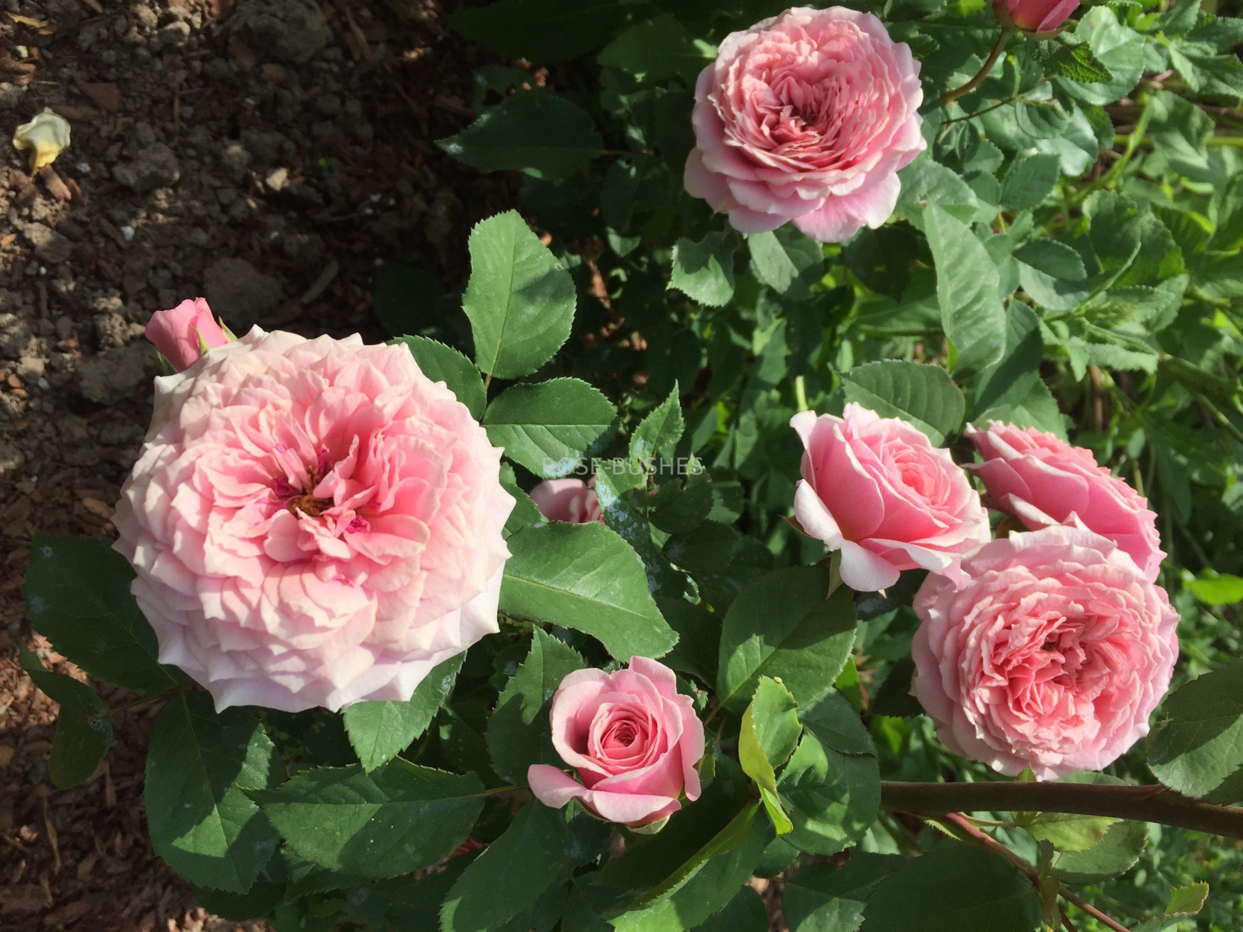 Роза Квинси Джонс 4