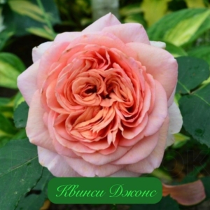 Роза Квинси Джонс