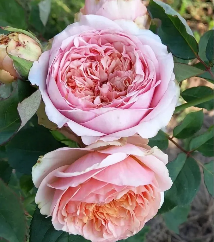 Роза Квинси Джонс 3