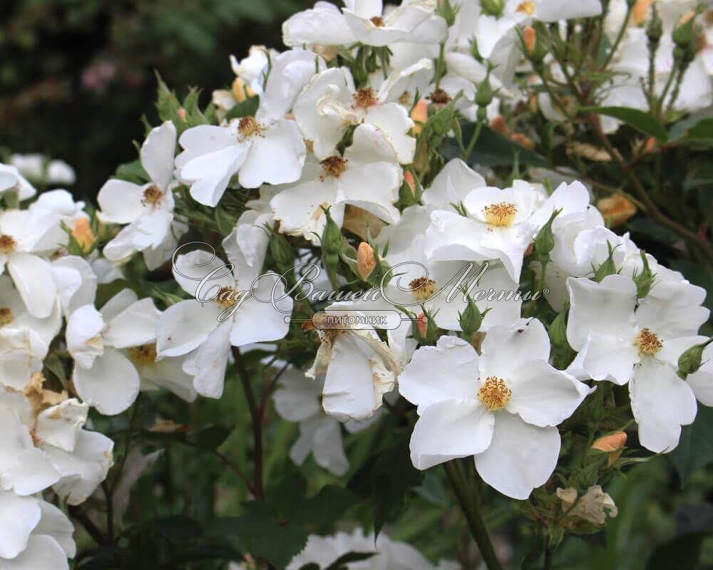 Роза Кью Гарденс 2