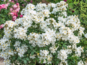 Роза Кью Гарденс