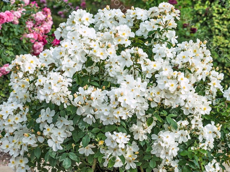 Роза Кью Гарденс