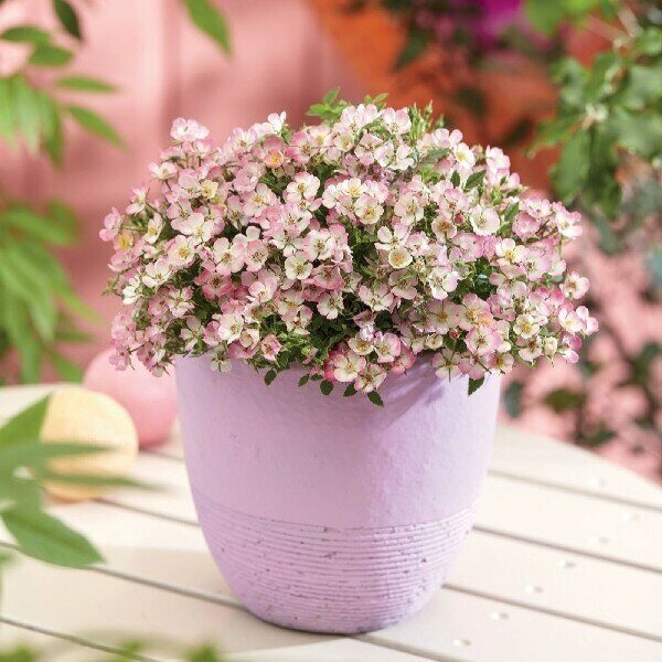 Роза Кьюти Пай 2