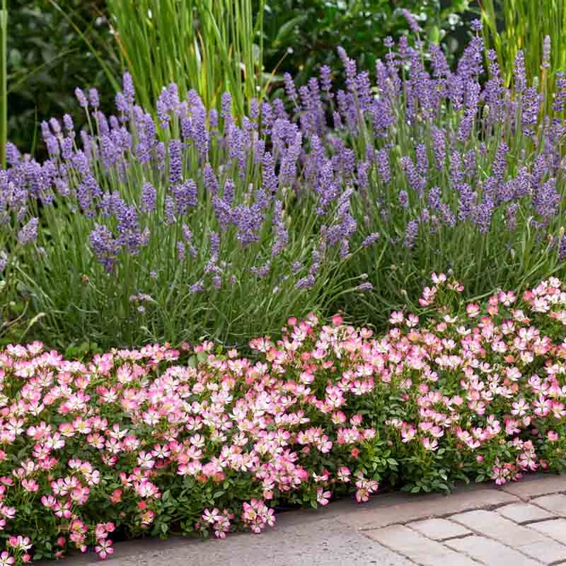 Роза Кьюти Пай 4