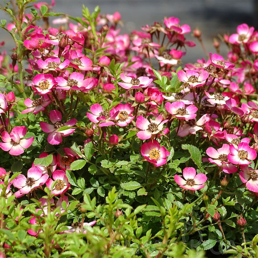 Роза Кьюти Пай 5