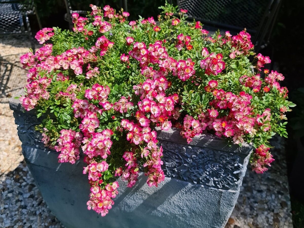 Роза Кьюти Пай