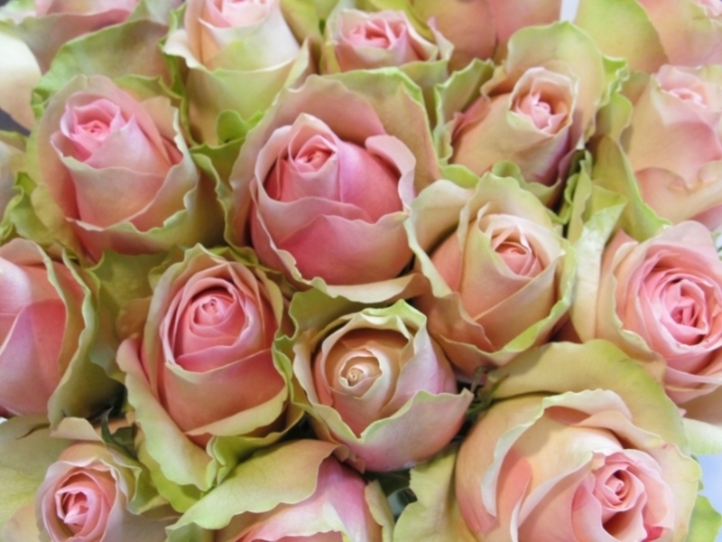 Роза Ла Бель 2