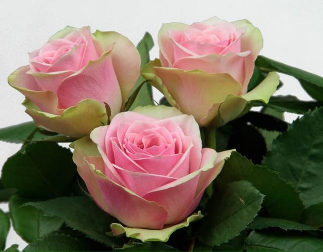 Роза Ла Бель 3