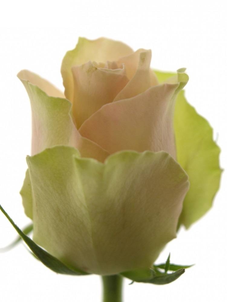 Роза Ла Бель 5