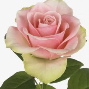 Роза Ла Бель