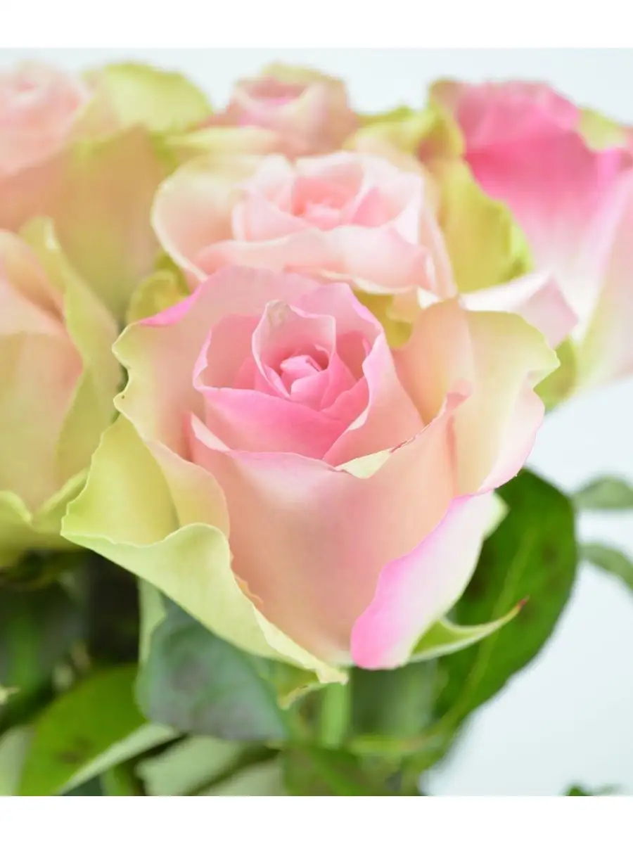 Роза Ла Бель 4