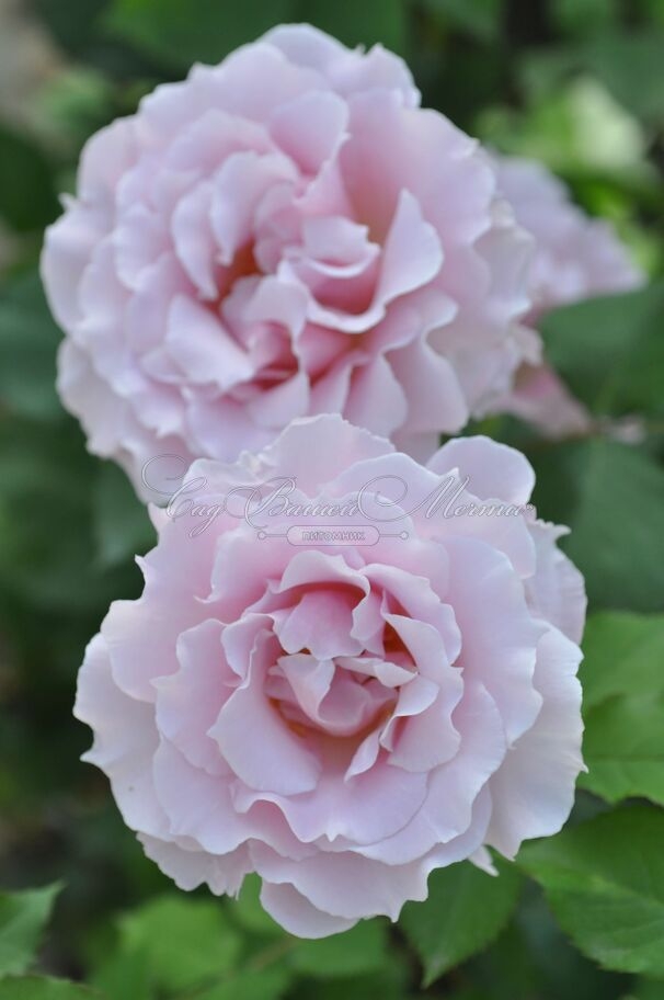 Роза Ла Мари 2