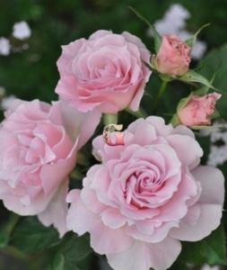 Роза Ла Мари