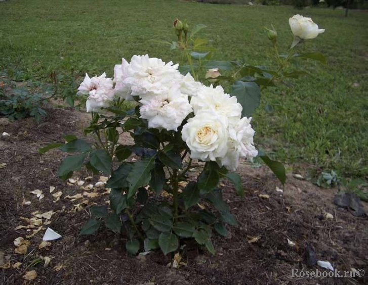 Роза Ла Палома 85 5