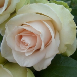 Роза Ла Перла