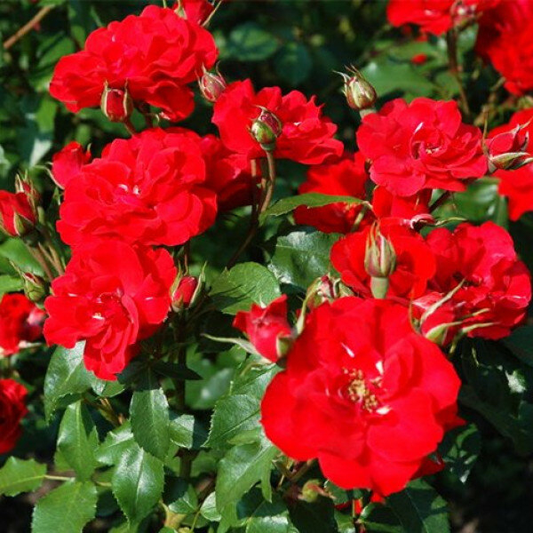 Роза Ла Севильяна 2