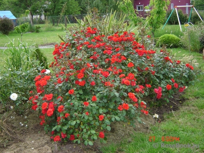 Роза Ла Севильяна 3