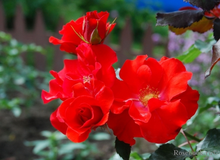 Роза Ла Севильяна 4