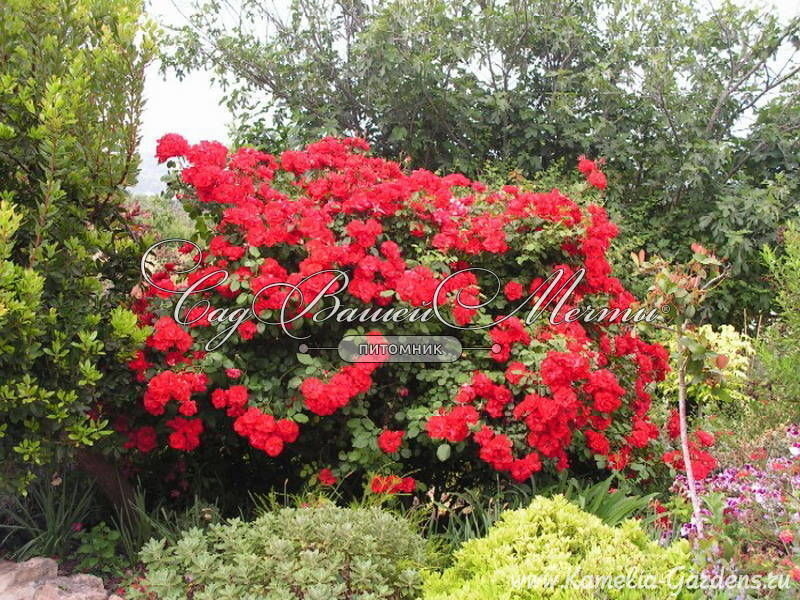 Роза Ла Севильяна 5