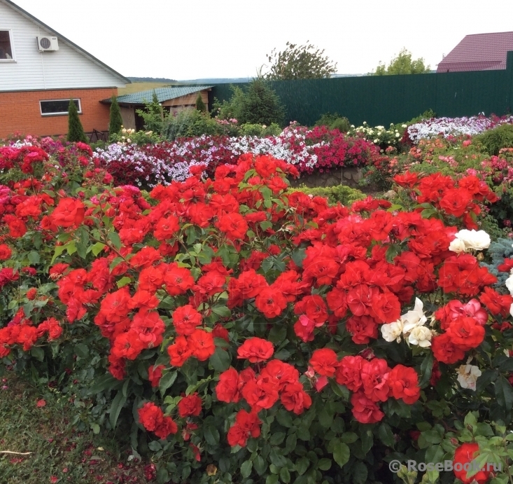 Роза Ла Севильяна