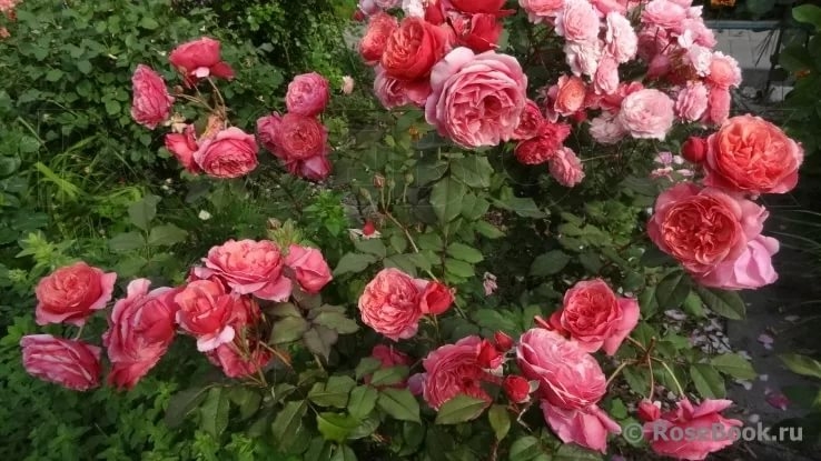 Роза Ладюре 4